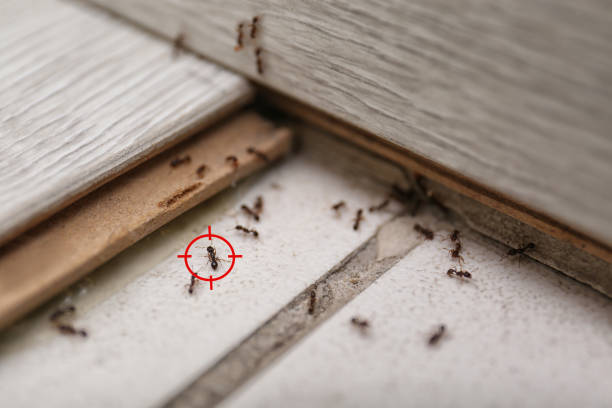 Best Mosquito Control Services  in Sheffield, OH