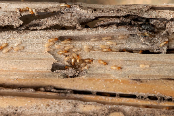 Best Termite Control Services  in Sheffield, OH